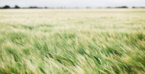 果てしない草原